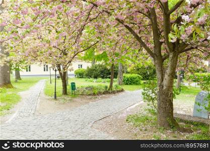 Blossoming pink sakura trees on Uzhgorod. Blossoming pink sakura trees on Uzhgorod city, Ukraine.