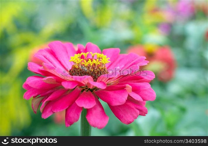 Blossoming pink zinnia flowers in summer city park