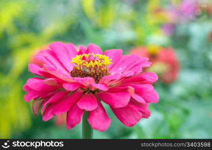 Blossoming pink zinnia flowers in summer city park