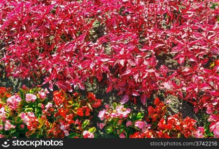 Blossoming plant with pink and red flowers and leafs (nature background)
