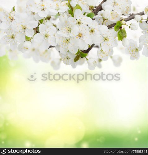 Blossoming plum flowers against green garden background. Blossoming Plum Flowers