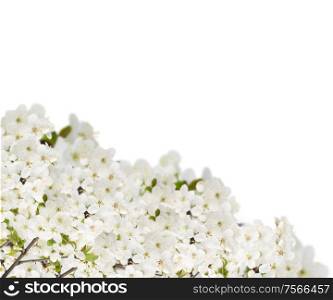 Blossoming plum flowers against white background. Blossoming Apple Flowers