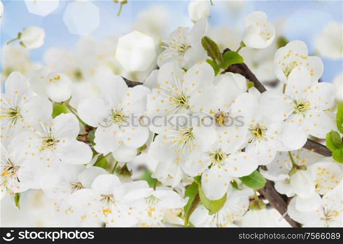 Blossoming plum flowers on blue sky background