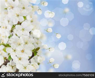 Blossoming plum flowers on blue sky background