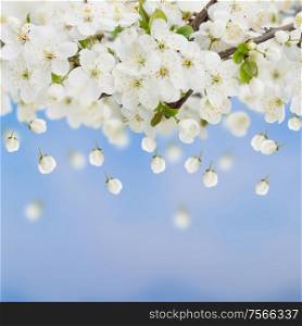 Blossoming plum flowers on blue sky background. Blossoming Plum Flowers