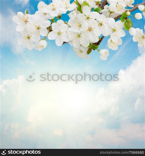 Blossoming plum flowers on sunny blue sky background. Blossoming Plum Flowers on sky background