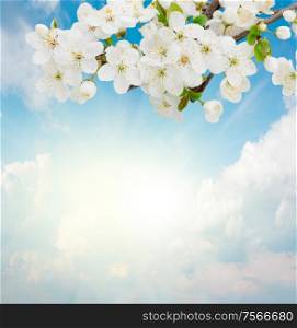 Blossoming plum flowers on sunny blue sky background. Blossoming Plum Flowers on sky background
