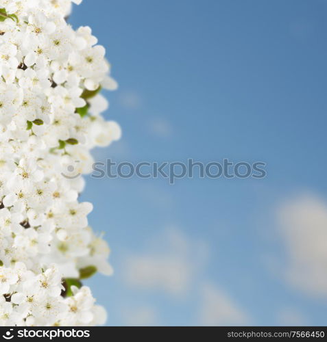 Blossoming plum tree with white flowers on blue sky background. Blossoming Plum Tree