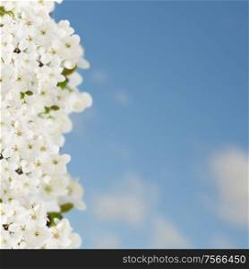Blossoming plum tree with white flowers on blue sky background. Blossoming Plum Tree