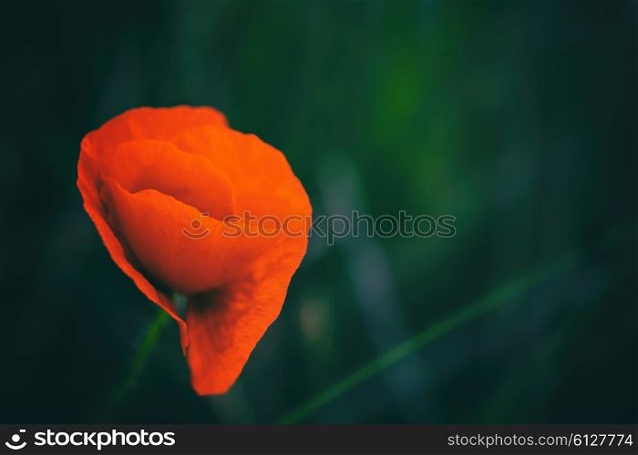 Blossoming poppy flower against a background of grass