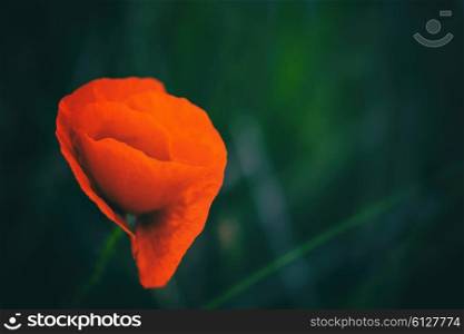 Blossoming poppy flower against a background of grass