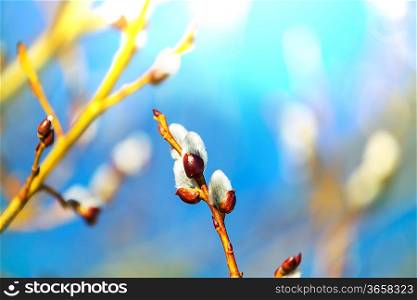 Blossoming pussy-willow