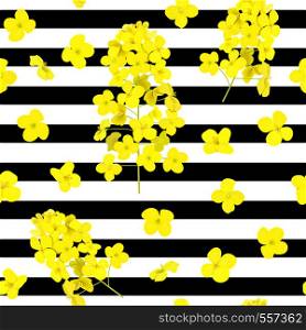 Blossoming Rapeseed flowers seamless vector pattern on striped black and white background. Summer print. For textile. Canola or colza. Brassica. Yellow rape. green energy, rape seed biofuel ecofuel. Blossoming Rapeseed flowers seamless vector pattern on striped black and white background. Summer print. For textile.