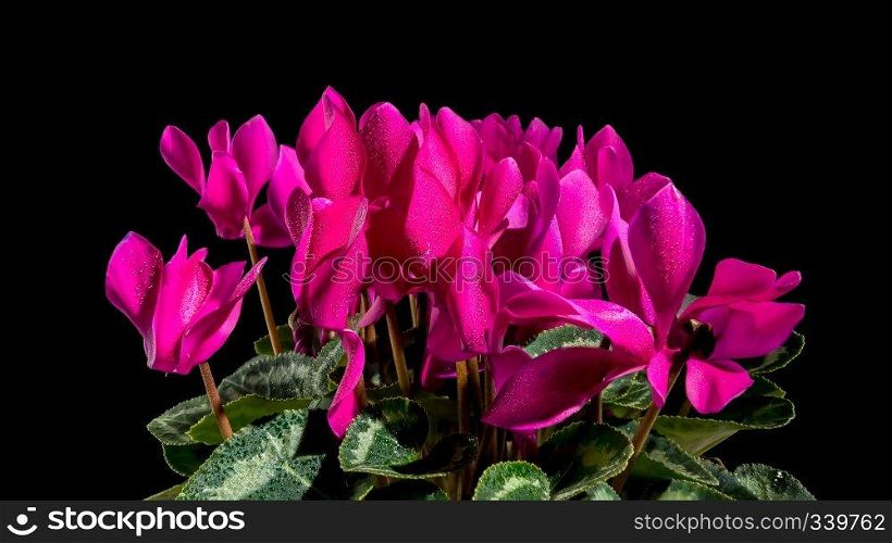 Blossoming red cyclamen persicum flowers on a black background. Cyclamen red flowers on a black background