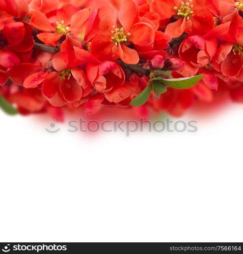 Blossoming red tree flowers border against white background. Blossoming tree Flowers