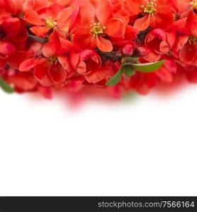 Blossoming red tree flowers border against white background. Blossoming tree Flowers
