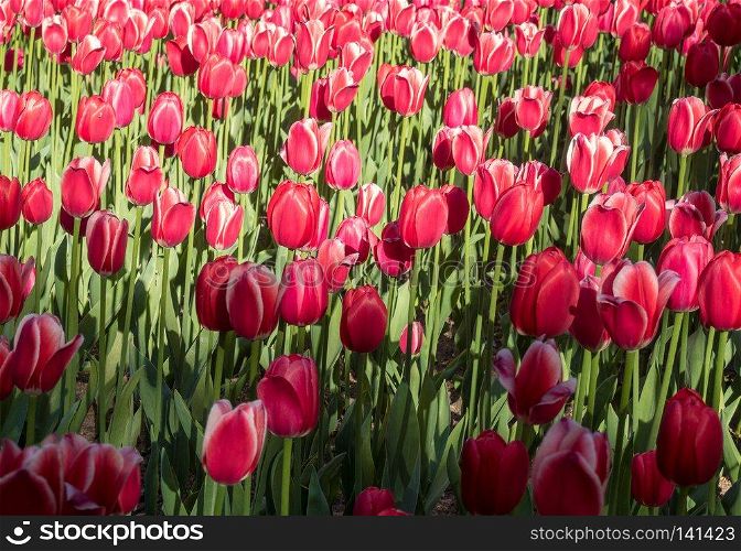 Blossoming red tulips in the rays of a bright sun. red tulips flowers blooming in a garden