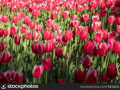 Blossoming red tulips in the rays of a bright sun. red tulips flowers blooming in a garden