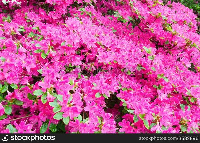 Blossoming Rhododendron bush with pink flowers (closeup, nature background)