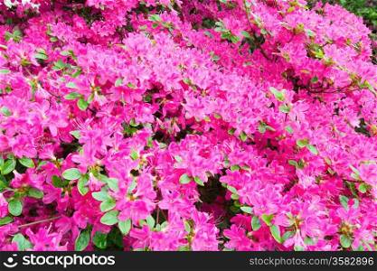Blossoming Rhododendron bush with pink flowers (closeup, nature background)