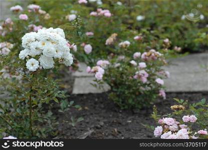 Blossoming rosebushes in park