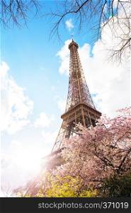 Blossoming sakura against the background of the Eiffel Tower in Paris. France 