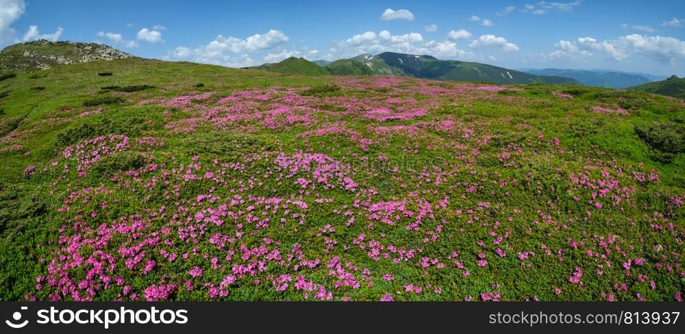 Blossoming slopes of Carpathian mountains with pink rhododendron flowers, Chornohora, Ukraine. Summer.