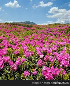 Blossoming slopes (pink rhododendron flowers close-up) of Carpathian mountains, Chornohora, Ukraine. Summer.