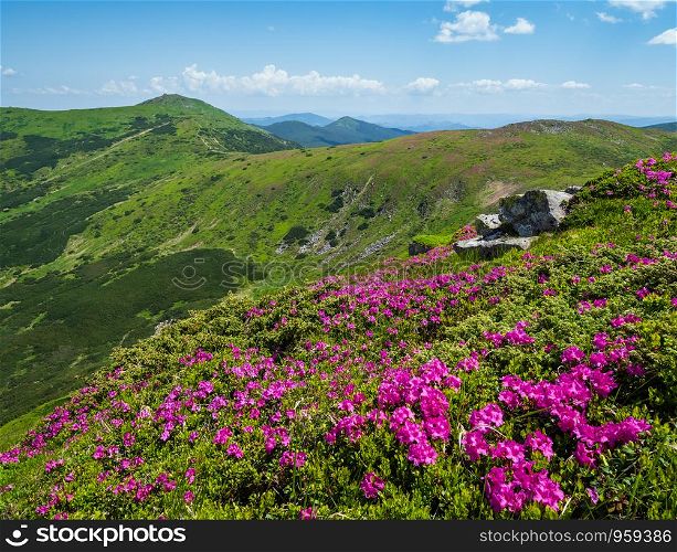 Blossoming slopes (pink rhododendron flowers in front ) of Carpathian mountains, Chornohora, Ukraine. Summer landscape.