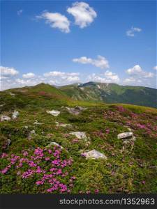 Blossoming slopes (rhododendron flowers ) of Carpathian mountains, Chornohora, Ukraine. Summer.