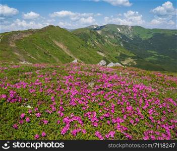 Blossoming slopes (rhododendron flowers ) of Carpathian mountains, Chornohora, Ukraine. Summer.