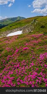 Blossoming slopes (rhododendron flowers) of Carpathian mountains, Chornohora, Ukraine. Summer.