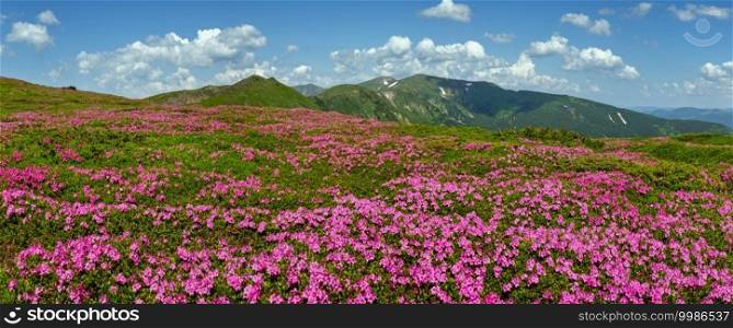 Blossoming slopes  rhododendron flowers   of Carpathian mountains, Chornohora, Ukraine. Summer.