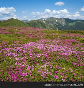 Blossoming slopes (rhododendron flowers ) of Carpathian mountains, Chornohora, Ukraine. Summer landscape.