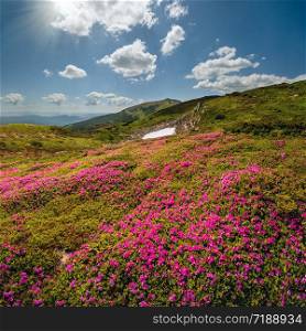 Blossoming slopes (rhododendron flowers ) of summer sunshiny Carpathian mountains, Chornohora, Ukraine.