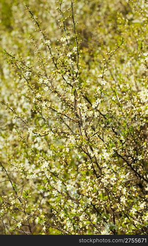 Blossoming spring tree. A close up, set white flowers