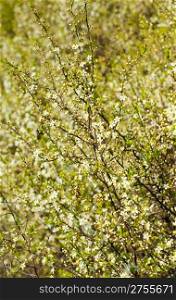 Blossoming spring tree. A close up, set white flowers