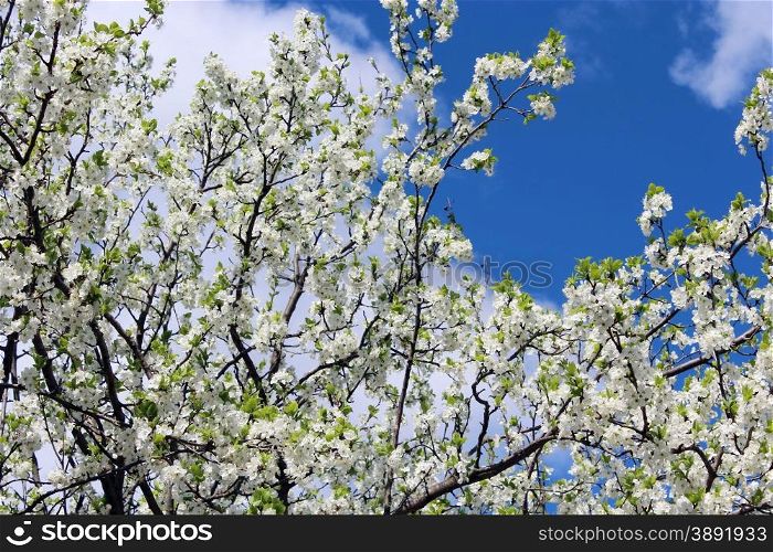 blossoming spring tree and the blue sky. blossoming spring tree on background of the blue sky