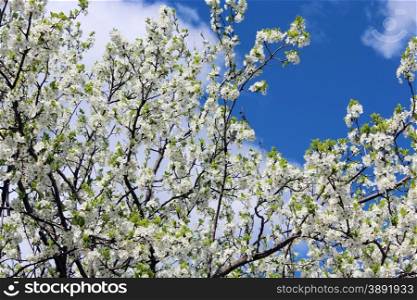 blossoming spring tree and the blue sky. blossoming spring tree on background of the blue sky