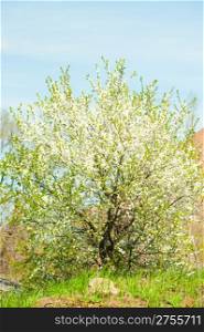 Blossoming spring tree. White flowers, an apricot. A bright sunny day