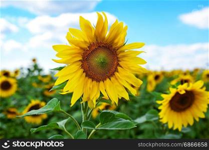 Blossoming sunflower against the background of a field and a blue sky with clouds