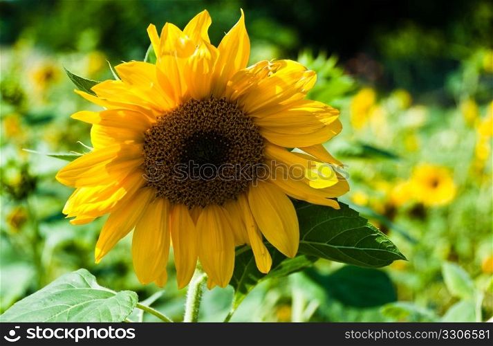 Blossoming sunflower amidst flower field in bright summer sun
