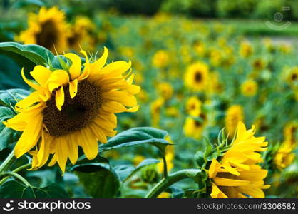 Blossoming sunflower amidst flower field in bright summer sun