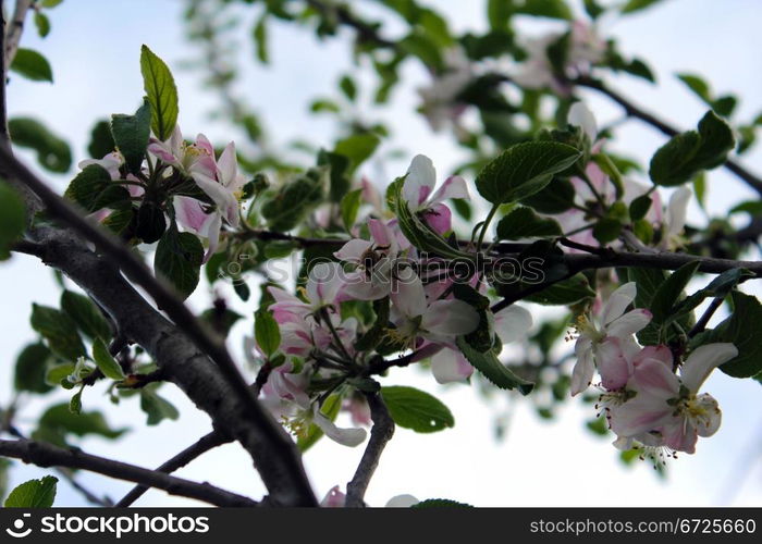 Blossoming tree