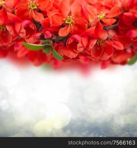 Blossoming tree flowers on sunny blue sky background. Blossoming Plum Flowers on sky background