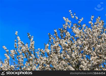 blossoming tree in spring.