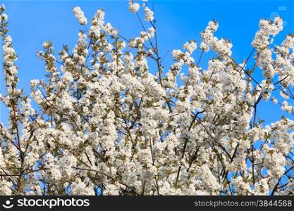 blossoming tree in spring.