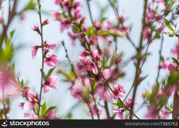 Blossoming tree in spring garden. Beautiful spring natural background.