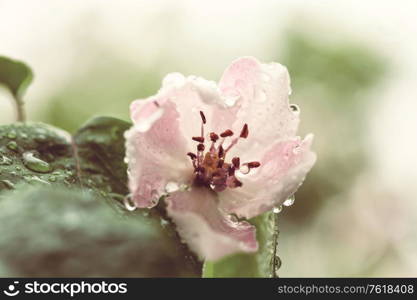 Blossoming tree in spring garden. Beautiful spring natural background.