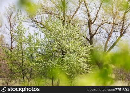 Blossoming tree in spring garden. Beautiful spring natural background.
